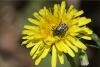 Oxythyrea funesta